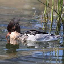 Attēlu rezultāti vaicājumam “Mergus serrator female”