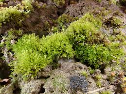 Attēlu rezultāti vaicājumam “Dicranella staphylina cells”