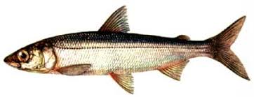 Image result for Coregonus albula