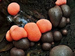 Attēlu rezultāti vaicājumam “Lycogala succineum”