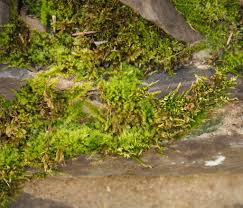 Attēlu rezultāti vaicājumam “Homalothecium sericeum”