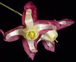 Attēlu rezultāti vaicājumam “Epimedium alpinum  flower”