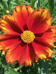 Image result for Coreopsis
