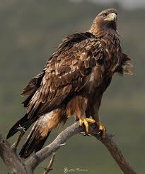 Attēlu rezultāti vaicājumam “Aquila chrysaetos”