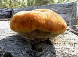 Attēlu rezultāti vaicājumam “Phaeolus schweinitzii”