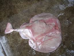 Image result for Tetronarce nobiliana