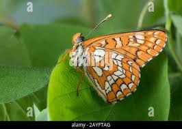 Attēlu rezultāti vaicājumam “Euphydryas maturna underside”