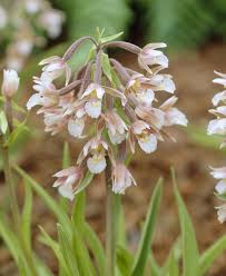 Attēlu rezultāti vaicājumam “Epipactis palustris leaf”