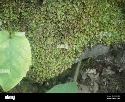 Attēlu rezultāti vaicājumam “Mnium stellare”