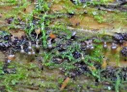 Attēlu rezultāti vaicājumam “Trichiaceae, Hemitrichiaceae, Arcyriaceae”