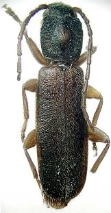 Attēlu rezultāti vaicājumam “Nothorhina punctata”