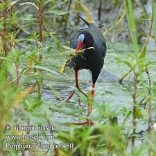Image result for Porphyrio alleni