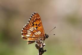 Attēlu rezultāti vaicājumam “Hamearis lucina underside”