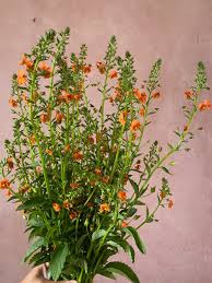 Image result for Alonsoa liniflora
