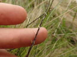 Attēlu rezultāti vaicājumam “Nardus stricta leaf”