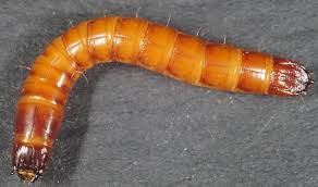 Attēlu rezultāti vaicājumam “Elateridae”