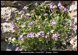 Attēlu rezultāti vaicājumam “Aubrieta deltoidea”