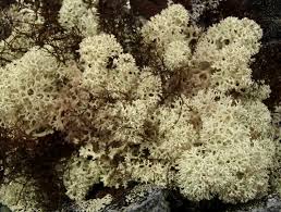 Attēlu rezultāti vaicājumam “Cladonia mitis”
