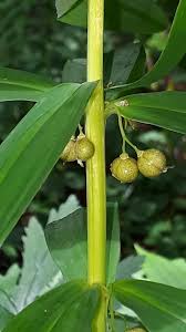 Attēlu rezultāti vaicājumam “Polygonatum verticillatum”