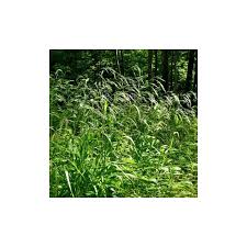 Attēlu rezultāti vaicājumam “Festuca gigantea”