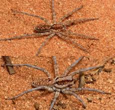 Attēlu rezultāti vaicājumam “Miturgidae”