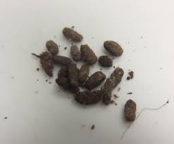 Image result for insect poop