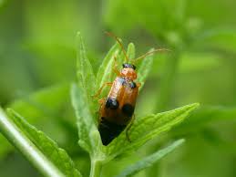 Attēlu rezultāti vaicājumam “Phyllobrotica quadrimaculata”