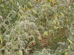 Attēlu rezultāti vaicājumam “Atriplex patula fruit”