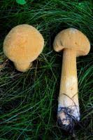 Attēlu rezultāti vaicājumam “Phaeolepiota aurea”