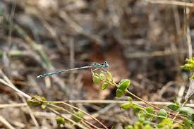 Attēlu rezultāti vaicājumam “Platycnemis pennipes male”