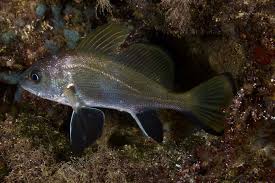 Image result for Sciaena umbra