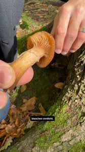 Attēlu rezultāti vaicājumam “Armillaria sp.”