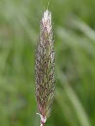 Attēlu rezultāti vaicājumam “Alopecurus pratensis”