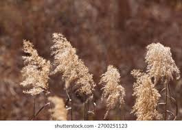 Attēlu rezultāti vaicājumam “Phragmites communis flower”