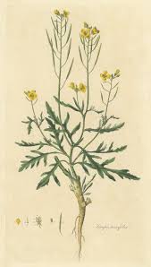 Image result for Diplotaxis tenuifolia
