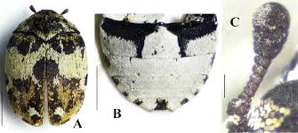 Attēlu rezultāti vaicājumam “Anthrenus sp.”