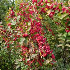 Attēlu rezultāti vaicājumam “Euonymus europaeus”