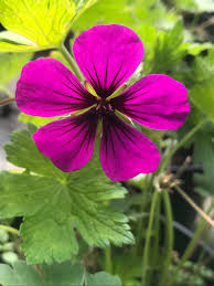 Image result for Geranium `Sandrine`