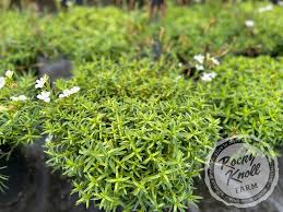 Attēlu rezultāti vaicājumam “Dianthus deltoides flower”
