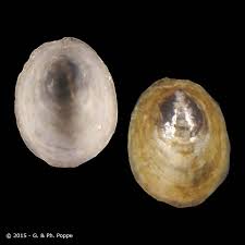 Attēlu rezultāti vaicājumam “Ancylus fluviatilis”