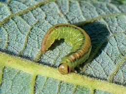 Attēlu rezultāti vaicājumam “Pristiphora maesta larva”