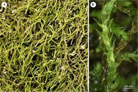Attēlu rezultāti vaicājumam “Platydictya jungermannioides”
