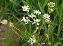 Attēlu rezultāti vaicājumam “Carum carvi flower”