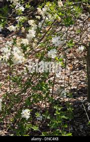 Attēlu rezultāti vaicājumam “Exochorda giraldii var. wilsonii”