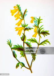 Attēlu rezultāti vaicājumam “Melampyrum pratense leaf”