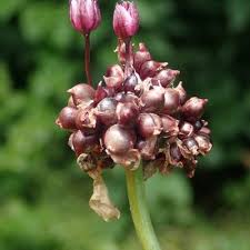 Attēlu rezultāti vaicājumam “Allium scorodoprasum leaf”