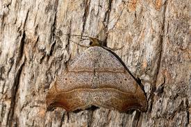 Attēlu rezultāti vaicājumam “Laspeyria flexula”