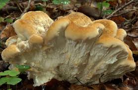 Attēlu rezultāti vaicājumam “Bondarzewia mesenterica”