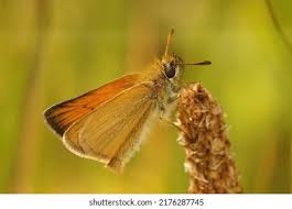 Attēlu rezultāti vaicājumam “Thymelicus lineola male”