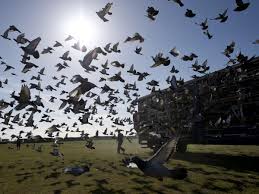 Image result for Abbeyton & Broomfield Racing Pigeons